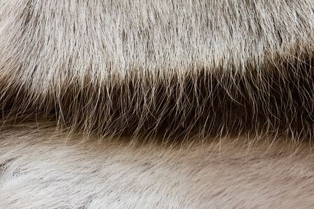 texture of the reindeer's fur closeupの写真素材