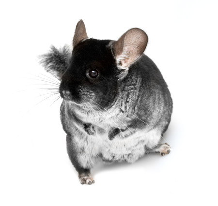 chinchilla isolated on whiteの写真素材