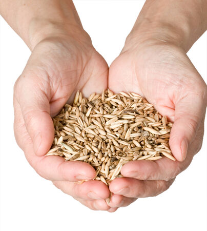 wheat in woman's handの写真素材