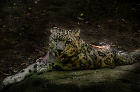 Snow Leopard Sleeping On a Rockの写真素材