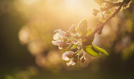 Apple tree blossoms in warm afternoon lightの写真素材