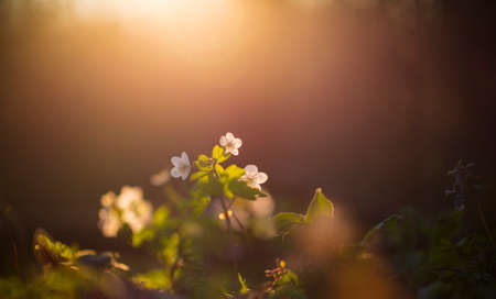 Spa rutewkowata in the afternoon sunの写真素材