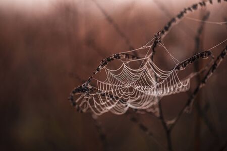Autumn spiderweb with dewdropsの写真素材