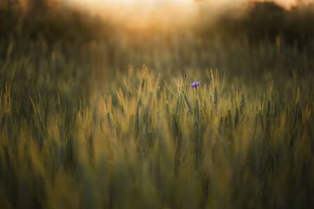 Single cornflower in a field of wheat in sunlightの写真素材