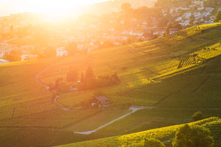 Lavaux vineyards in Switzerlandの写真素材
