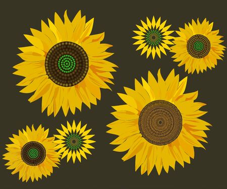 Sunflower vector drawing for illustrations createdのイラスト素材