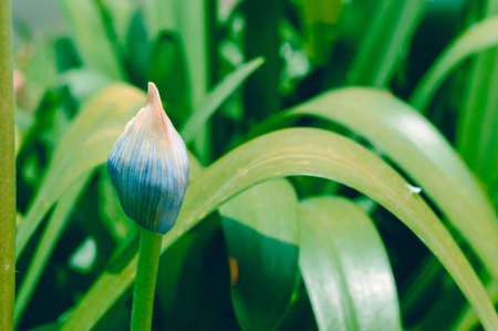green background with plant texture outdoors under the sunlight of flower in its blue bud.