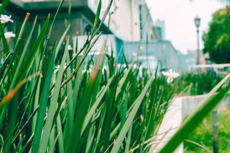 outdoor stray vegetable texture background with blurred city background and copy spaceの写真素材