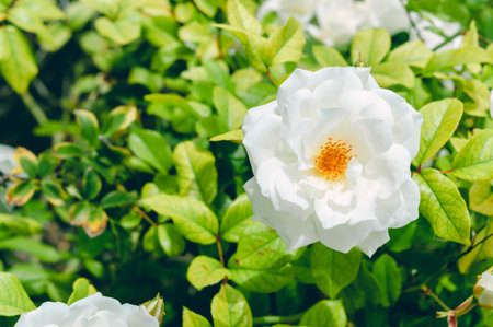 top view of beautiful white flower in the meadow with copy space, with blurred background of plant texture, outdoors with natural sunlightの写真素材
