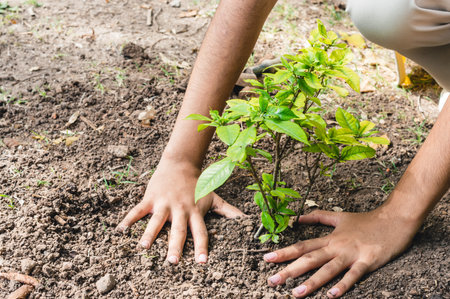 close-up of brunette female hands outdoors around a small tree transplanted into the ground, young girl crouched compacting soil around newly transplanted small tree.の写真素材