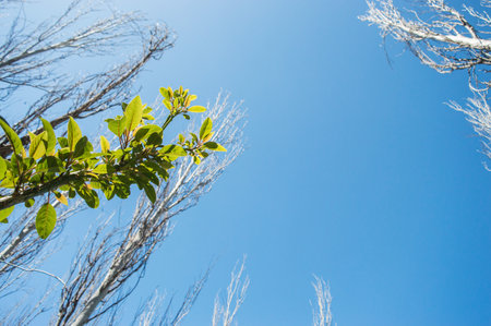 nadir view of clear blue sky with dry trees due to change of season around and a branch with green...