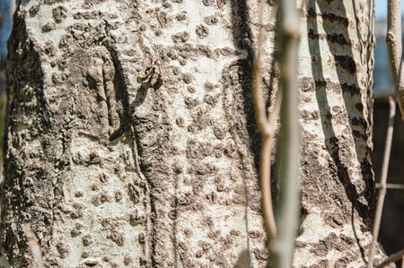 outdoor tree trunk illuminated by the sun with thin branches around it, graphic resources for ecological designs.の写真素材