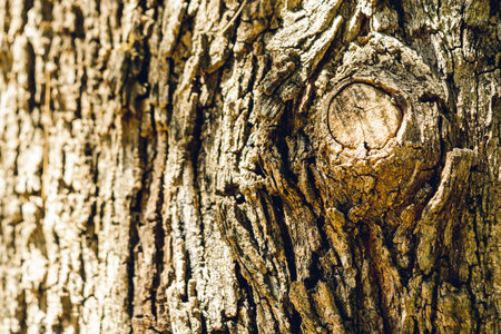 high contrast textured background of wood, corrugated tree bark with copy space, outdoors.