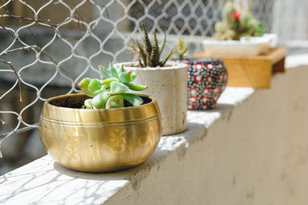 Damaged Tibetan bowl, on wall used as pot for cactus, along with other plants, conservation and...
