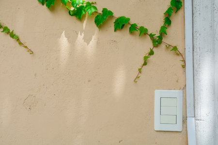 rustic salmon-colored wall of house, with light switch and creeper plant around it, with reflections...