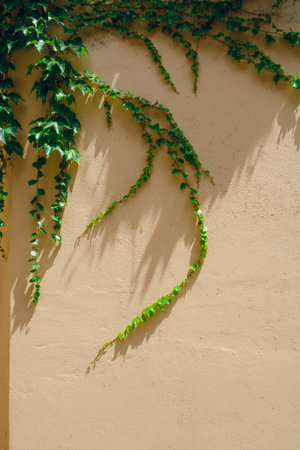 Brown outdoor wall decorated with creeper plant, vertical image.の写真素材
