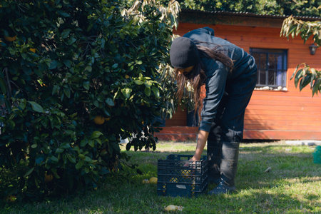 Young Man in the garden at home working in the morning harvesting oranges, he is standing next to...