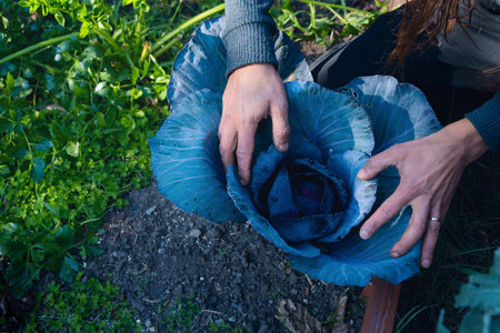 Top view hands of unrecognizable Man in a vegetable garden opening the leaves of a cabbage, he is...
