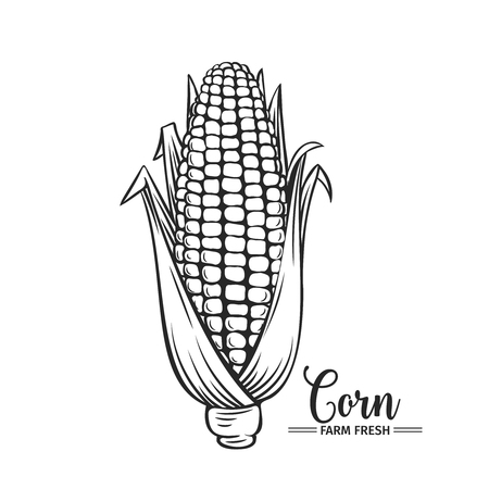 Hand drawn corn icon.のイラスト素材