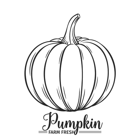 Hand drawn pumpkin icon.のイラスト素材