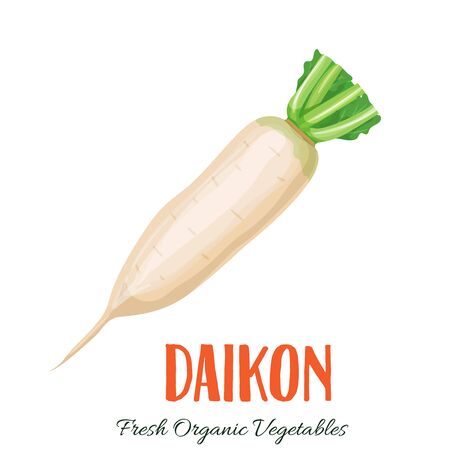 Vector daikon vegetableのイラスト素材