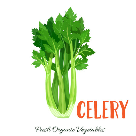 Vector celery vegetableのイラスト素材