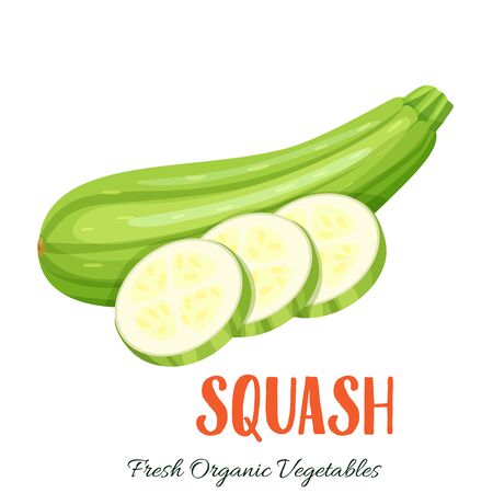 Vector squash vegetableのイラスト素材