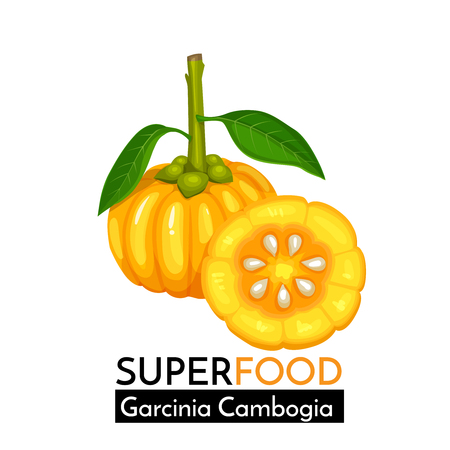 Garcinia cambogia vector icon.のイラスト素材