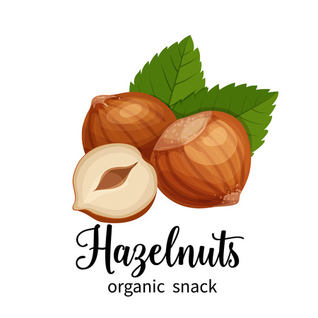 hazelnut in cartoon styleのイラスト素材