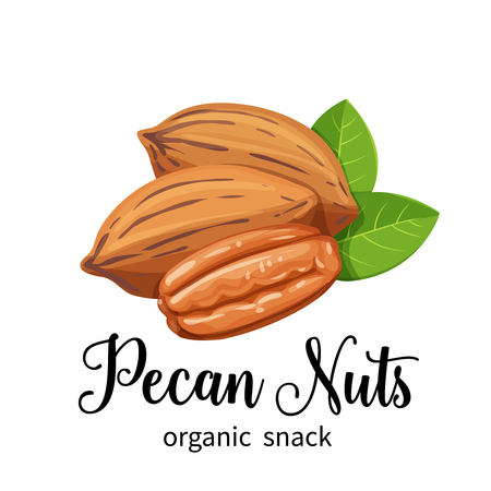 pecan nuts in cartoon styleのイラスト素材