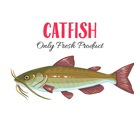 Vector catfish.のイラスト素材
