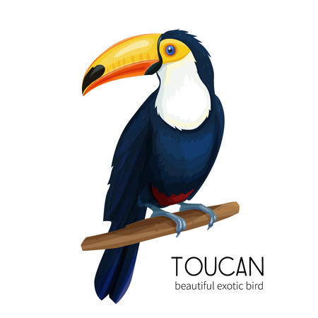 Vector toucan birdのイラスト素材