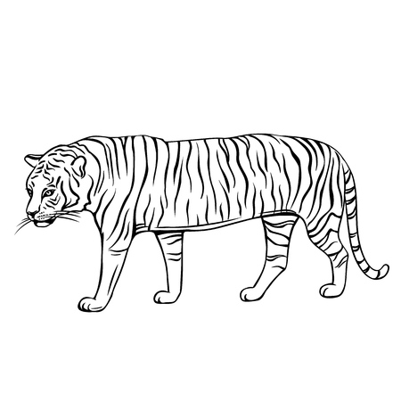 Hand drawn tiger icon. Engraved vector illustration of zoo animal