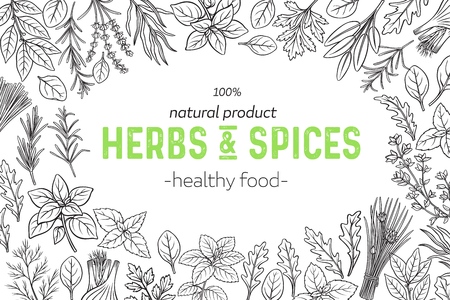 Layout with culinary herbs and spice. Vector illustration. Bay leaf, lemongrass, fennel, dill, cilantro and chives. Thyme, lemon balm, tarragon etc. Seasoning food page designのイラスト素材