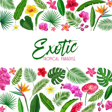 Vector tropical layout page design. Exotic paradise template page design with Jungle exotic leaf monstera, areca palm, royal fern and plumeria. Strelitzia, hibiscus, orchid and ginger flowerのイラスト素材