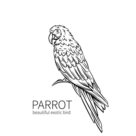Parrot,exotic tropical bird sitting. Hand drawn illustration for summer tropical paradise advertising vacation design.のイラスト素材