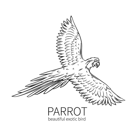 Parrot, exotic tropical bird flies. Hand drawn illustration for summer tropical paradise advertising vacation design.のイラスト素材