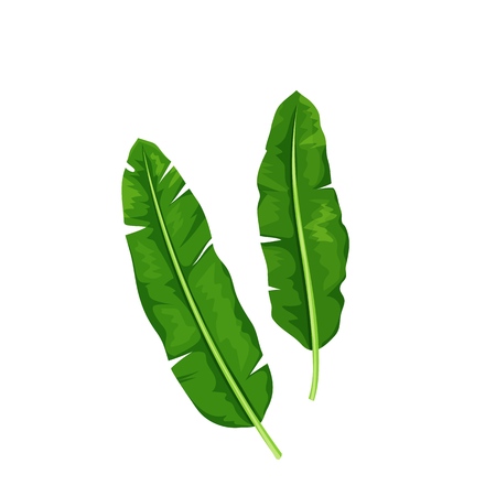 Banana leaves. Jungle exotic leaves. Vector illustration.のイラスト素材