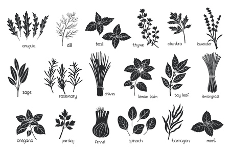 Black herbs spices silhouettesのイラスト素材