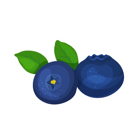 Vector blueberry. Fruit berry illustration for farm market menu. Healthy food designのイラスト素材