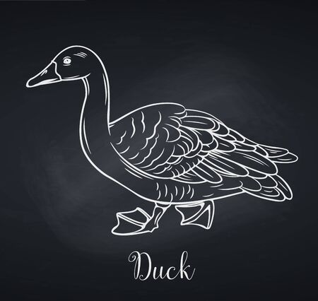 Duck outline icon, chalkboard style.のイラスト素材