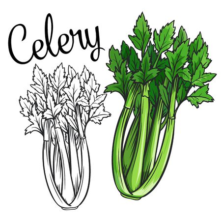 Celery vector drawing icon. Vegetable in retro style, outline illustration of farm product for design advertising products shop or market.のイラスト素材