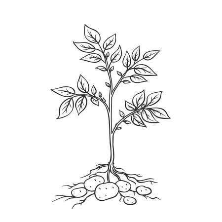 Potato plants with tubers. Vector illustration of farm plant potatoes in retro style.のイラスト素材