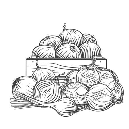 Onion, leek outline hand drawn monochrome vector illustration in retro sketch style for ad farm products store. Pile of isolated onions bulbs spicy ingredient, harvest packed in wooden box, net bag.のイラスト素材