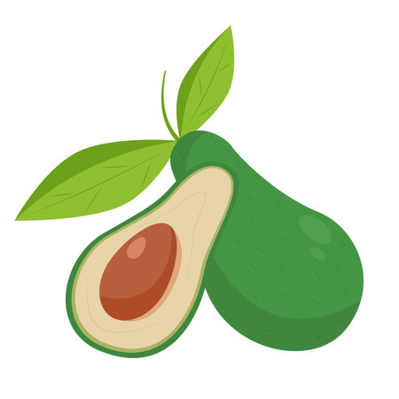 Vector avocado. Fruit illustration for farm market menu. Healthy food designのイラスト素材