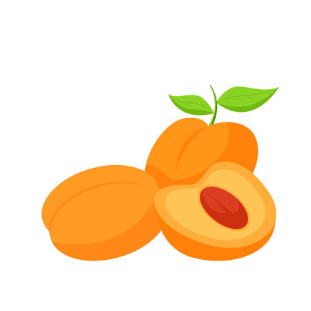 Vector whole and slice apricots. Fruit illustration for farm market menu. Healthy food designのイラスト素材