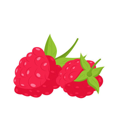 Vector raspberry. Fruit berry illustration for farm market menu. Healthy food design