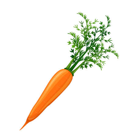 Vector carrot. Vegetable illustration for farm market menu. Healthy food designのイラスト素材
