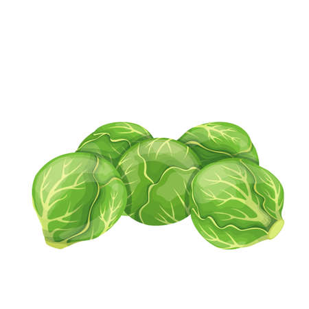 Brussels sprouts vector. Green vegetables in cartoon style. Illustration of a pile of Brussels sprouts.のイラスト素材