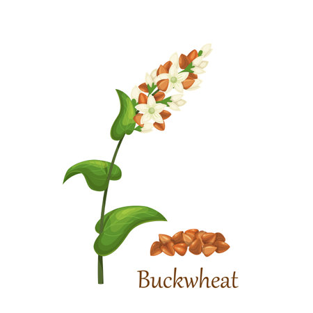 Buckwheat grass cereal crops,のイラスト素材
